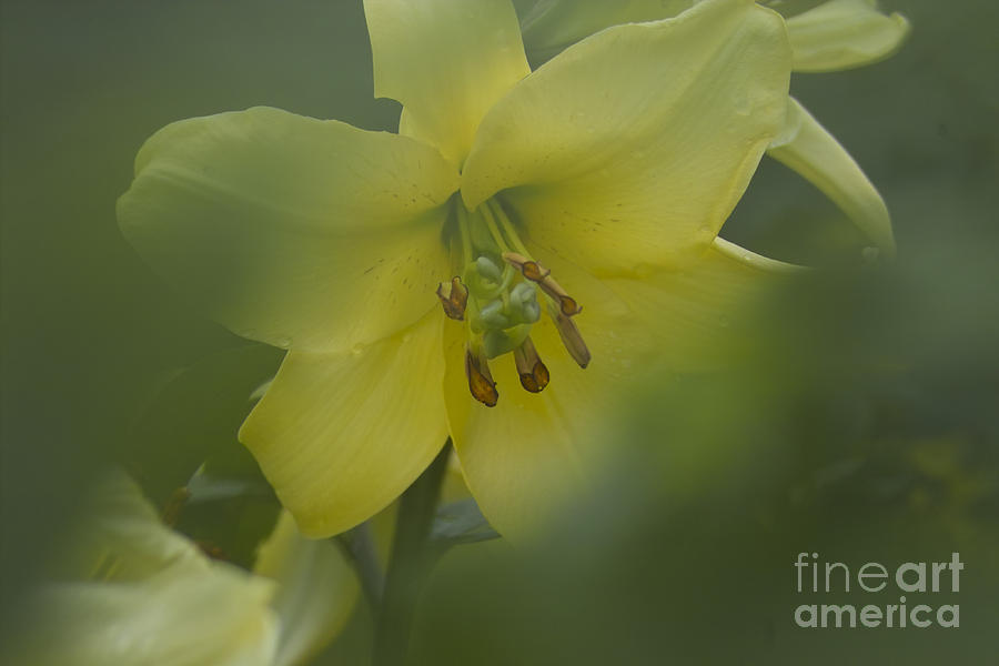 Yellow Lily Flower Photograph by Heiko Koehrer-Wagner