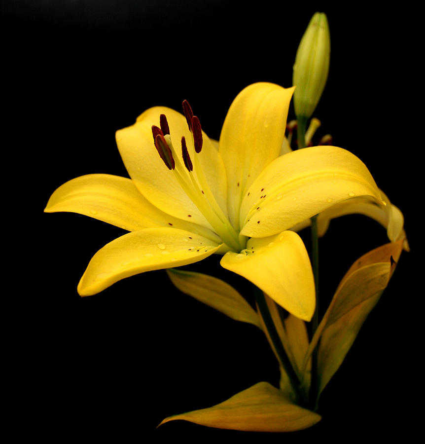 Yellow Lily Photograph By Jeffrey Brown