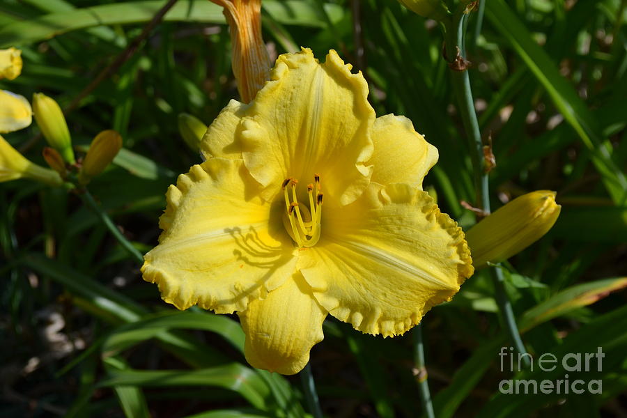 Yellow Lily Photograph by Kevin Fortier