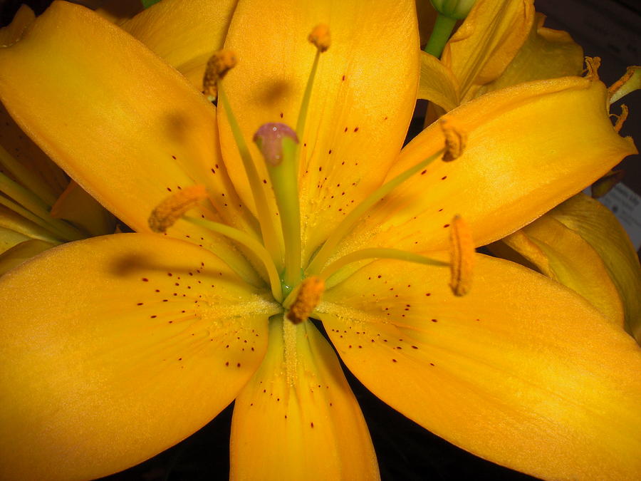 Yellow Lily Photograph by Nancy Sisco