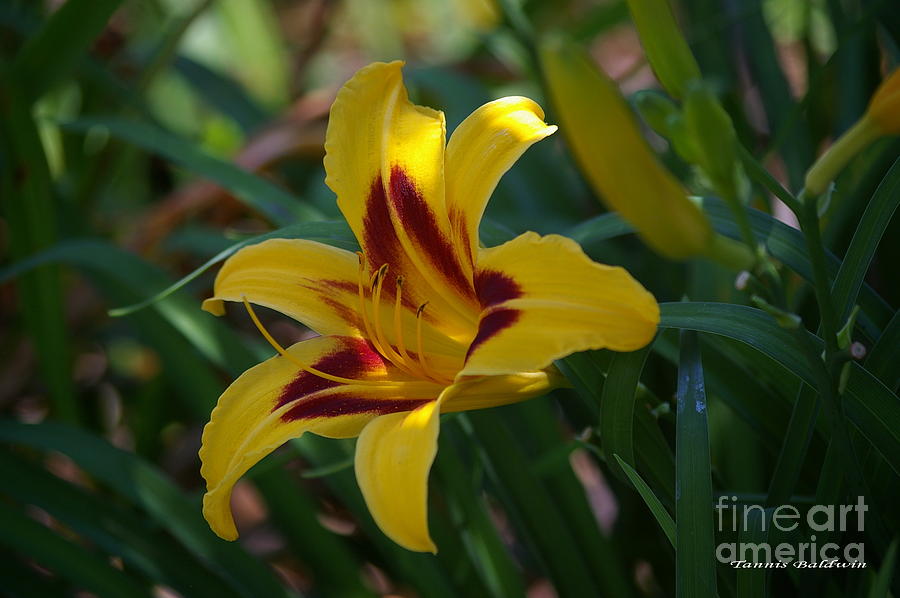 Yellow Lily Photograph by Tannis  Baldwin