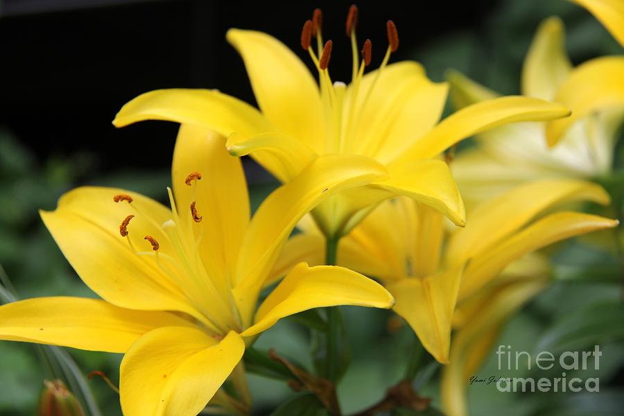 Yellow Lily Photograph by Yumi Johnson