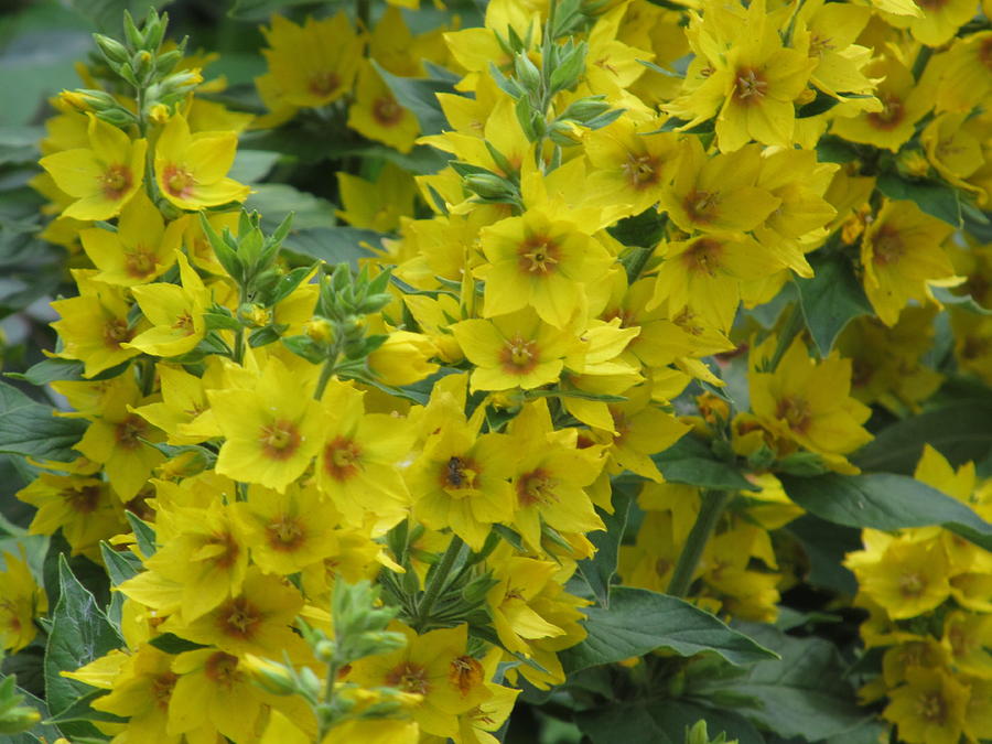 Yellow Loosestrife Photograph by Alfred Ng