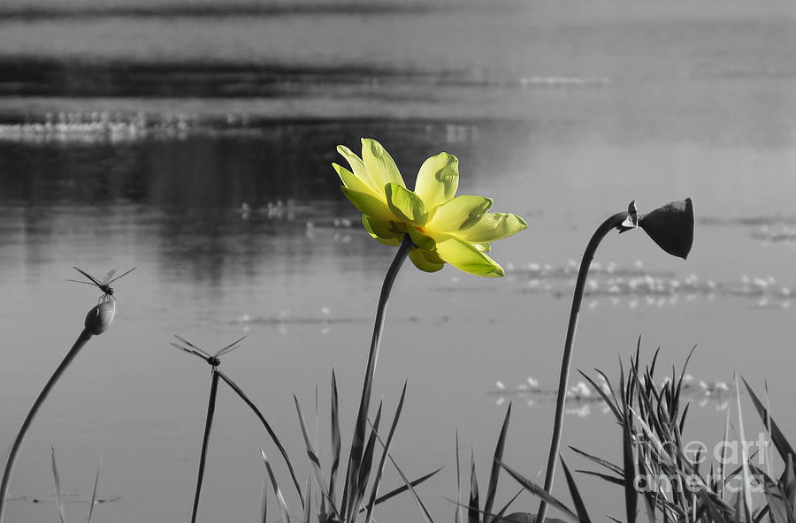 Yellow Lotus Photograph by Deborah Smith