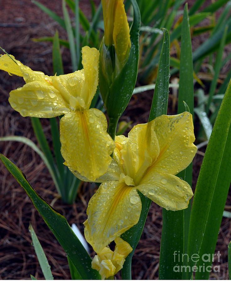 Yellow Louisiana Iris Photograph by Eva Thomas