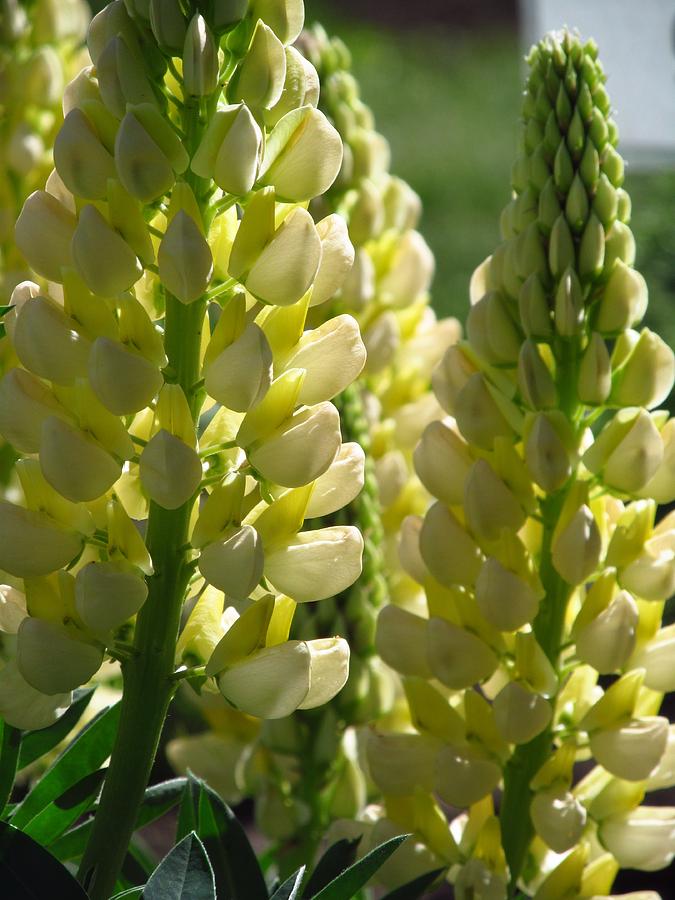 Yellow Lupine Photograph by Alfred Ng