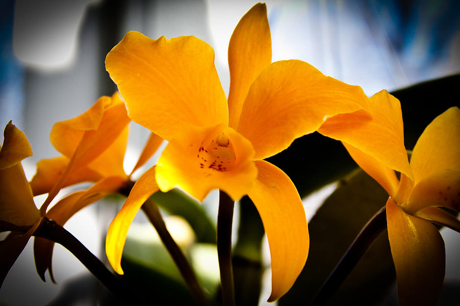 Orchid Photograph - Yellow Magic by David Patterson