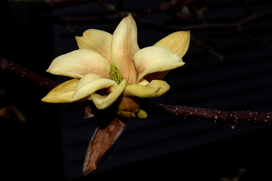 Yellow Magnolia - 1 Photograph by Robert Morin