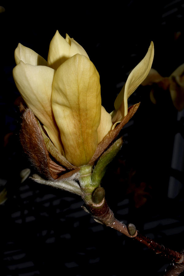 Yellow Magnolia - 6 Photograph by Robert Morin