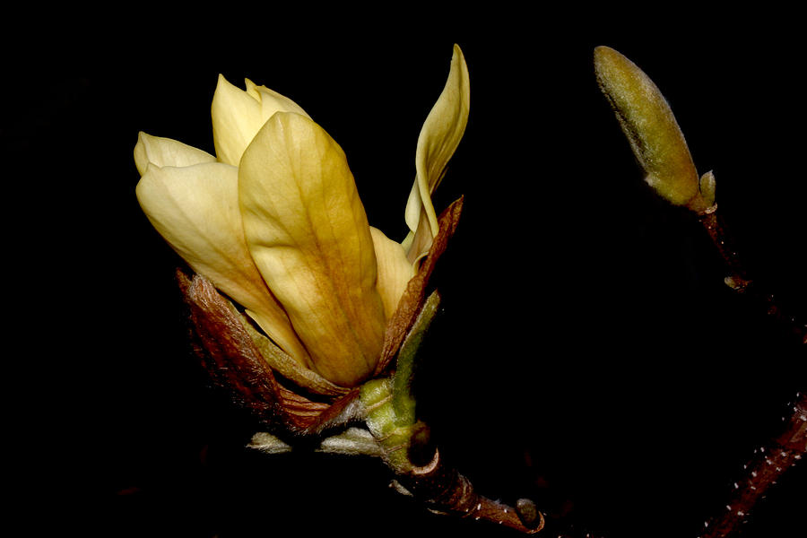 Yellow Magnolia - 7 Photograph by Robert Morin