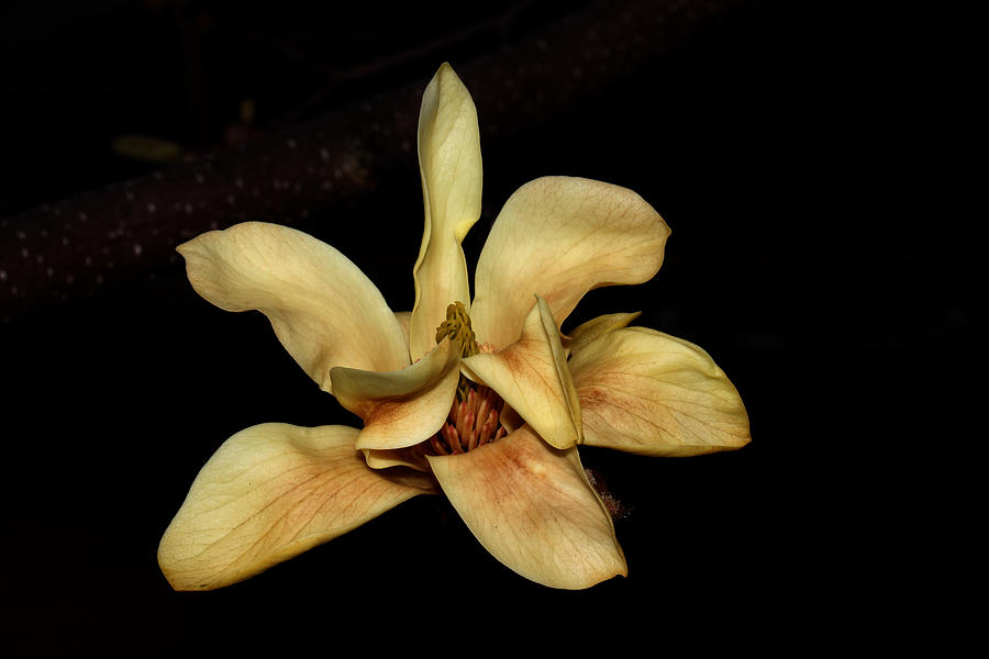 Yellow Magnolia - Going - 1 Photograph by Robert Morin