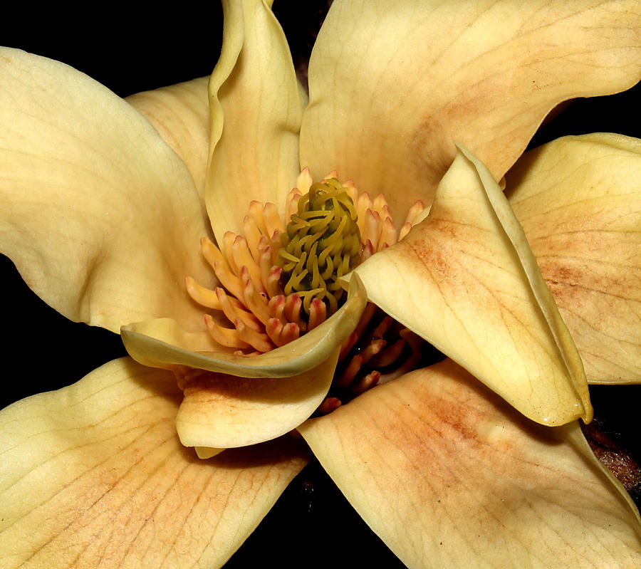 Yellow Magnolia - Going - 3 Photograph by Robert Morin