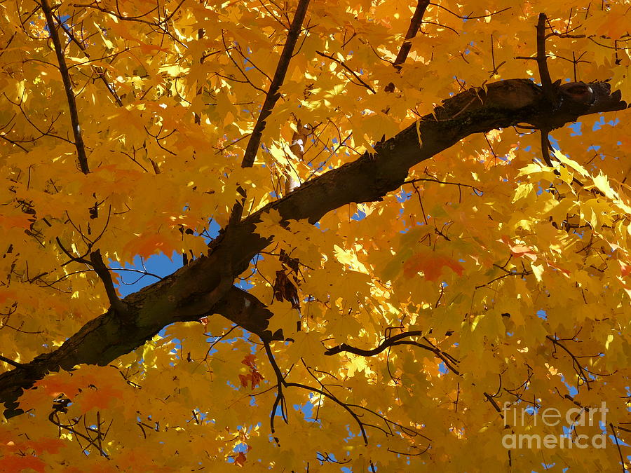 Maine Photograph - Yellow Maple Branch by Christine Stack Maine Photograph - Yellow Maple Branch by Christine Stack
