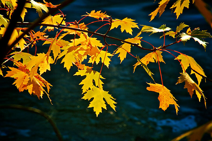 Yellow Maple Leafs Photograph by Prince Andre Faubert
