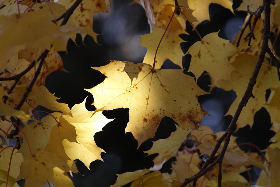 Yellow maple leaves in fall Photograph by Ulrich Kunst And Bettina Scheidulin