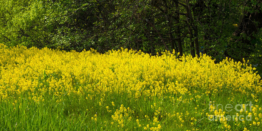 Yellow Meadow Flowers Photograph by Lutz Baar