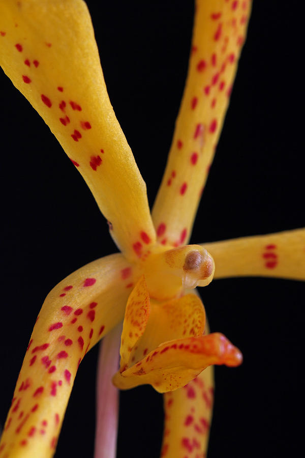 Yellow Mokara Orchid Flower Photograph by Juergen Roth