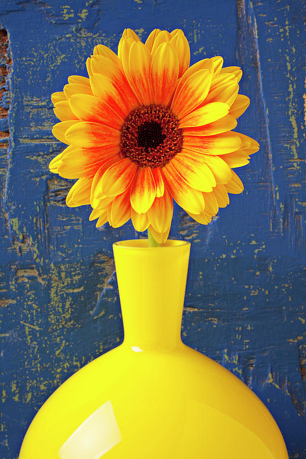 Daisy Photograph - Yellow mum in yellow vase by Garry Gay