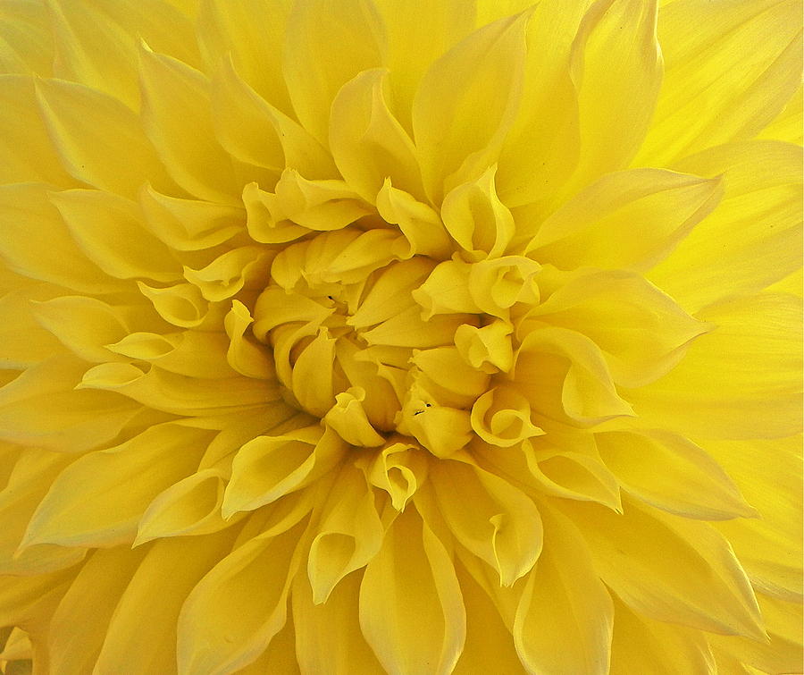 Flowers Still Life Photograph - Yellow Mum Macro by Eve Spring