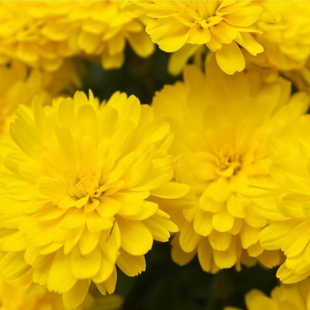 Flower Photograph - Yellow Mums  by Justin Connor