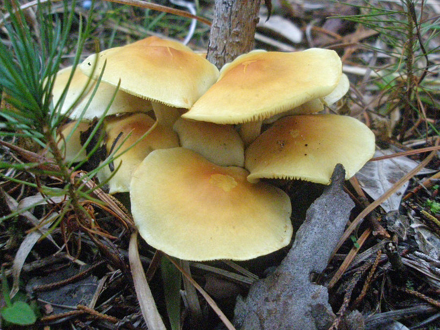 Yellow Mushroom Colony - Pine Forest NC Photograph by Carol Senske
