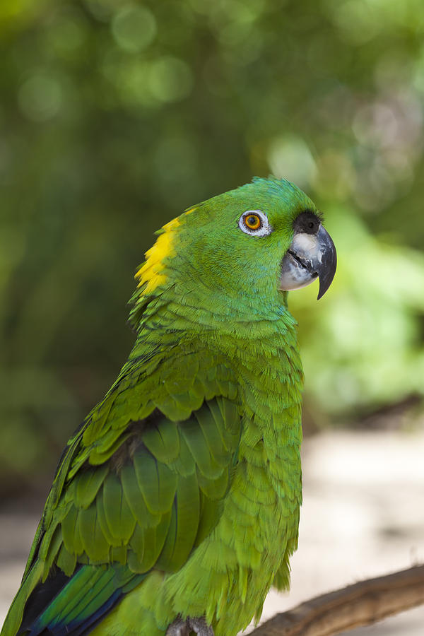 Yellow-naped Parrot Photograph by Craig Lapsley