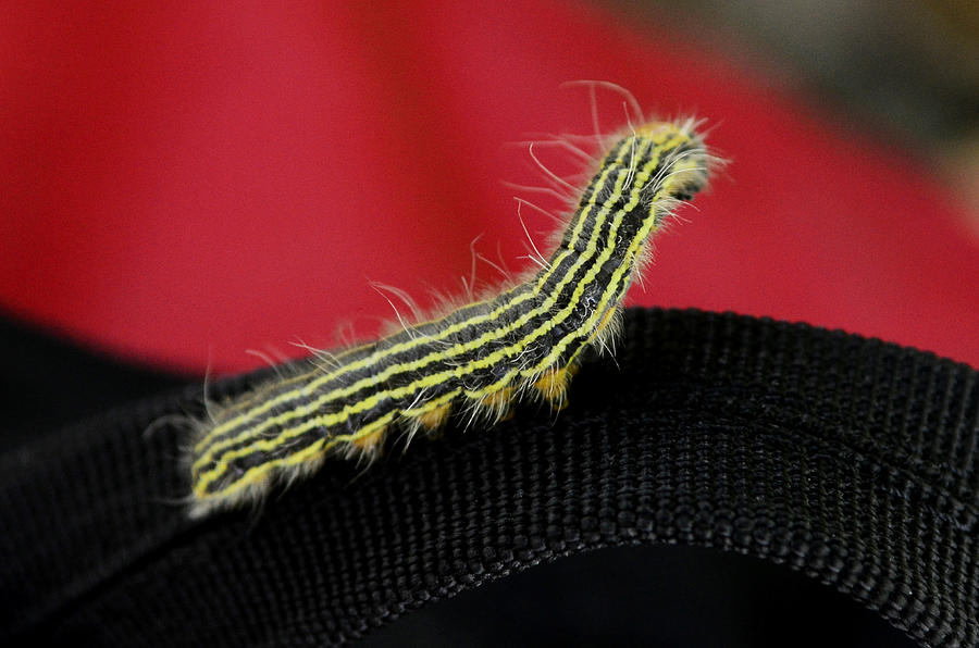 Yellow Necked Caterpillar Photograph by Lisa Phillips