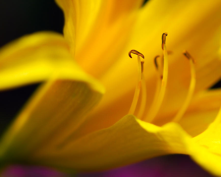 Yellow Photograph by Ng  Hock How