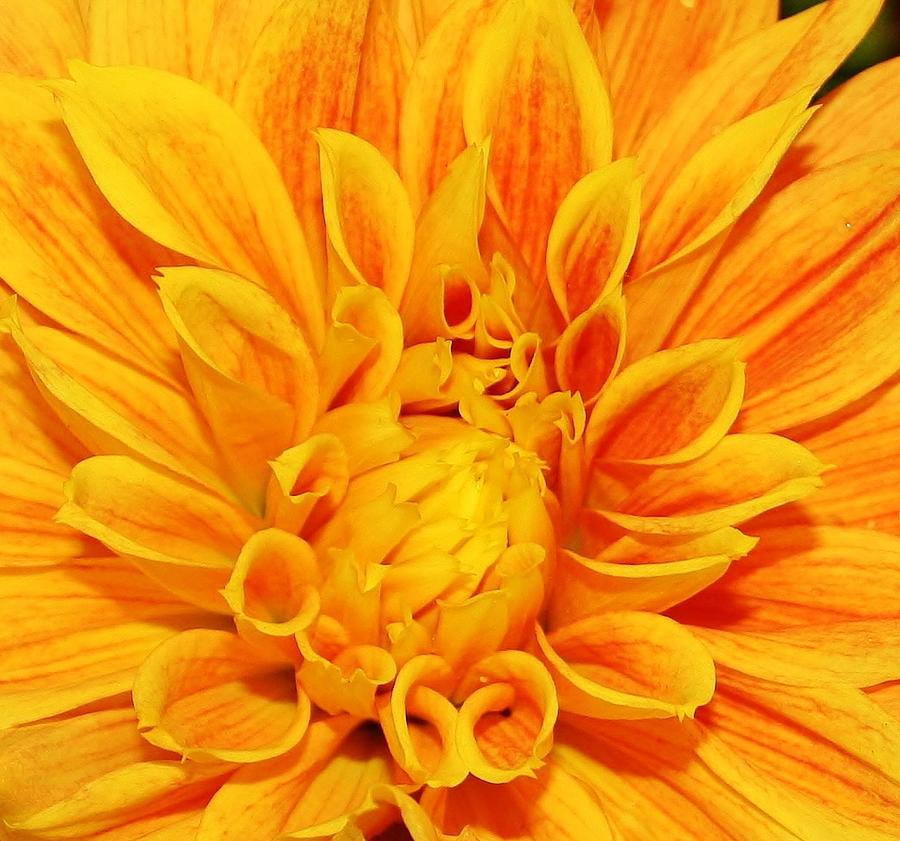 Yellow Orange Dahlia Photograph by Bruce Bley