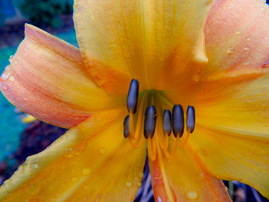 Yellow Orange Flower Photograph by Don L Williams