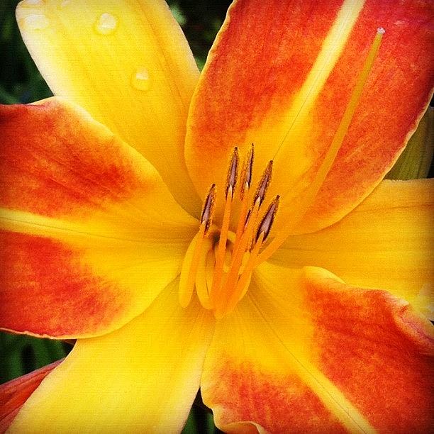 Nature Photograph - #yellow #orange #lily #flower by Julia Mironova