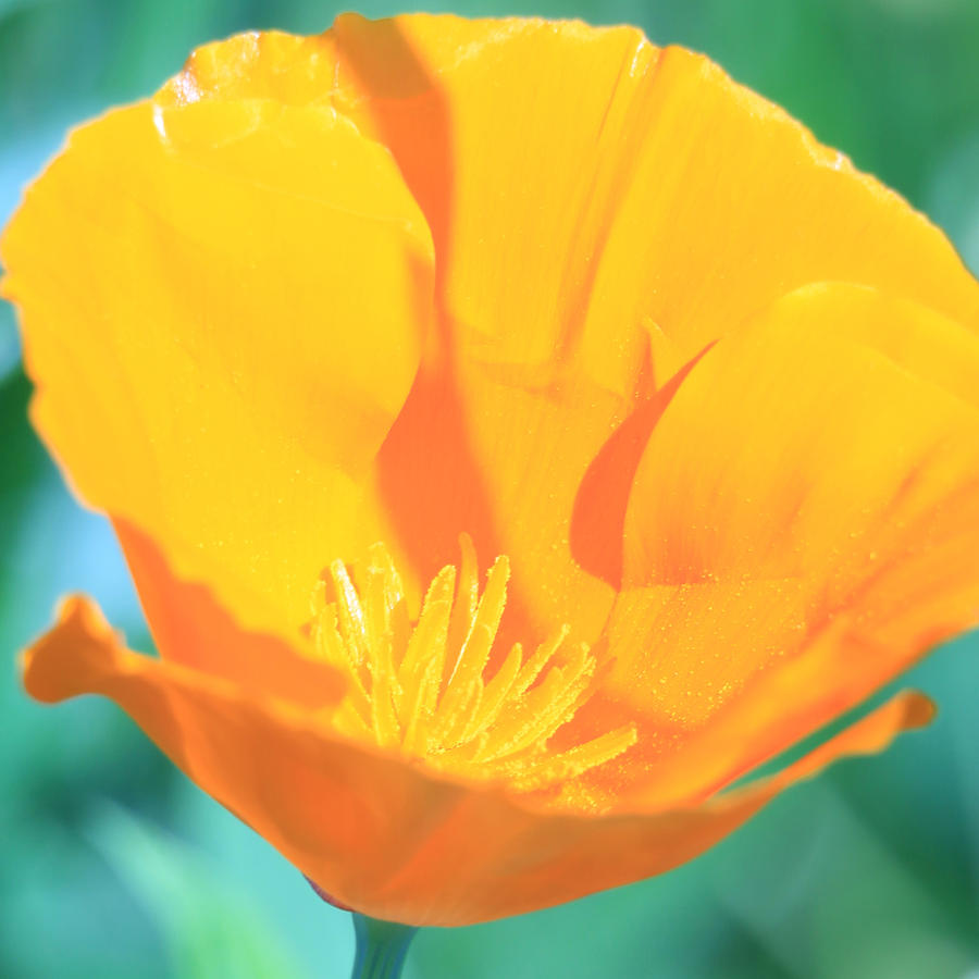 Yellow Orange Poppy Photograph by Donna Corless