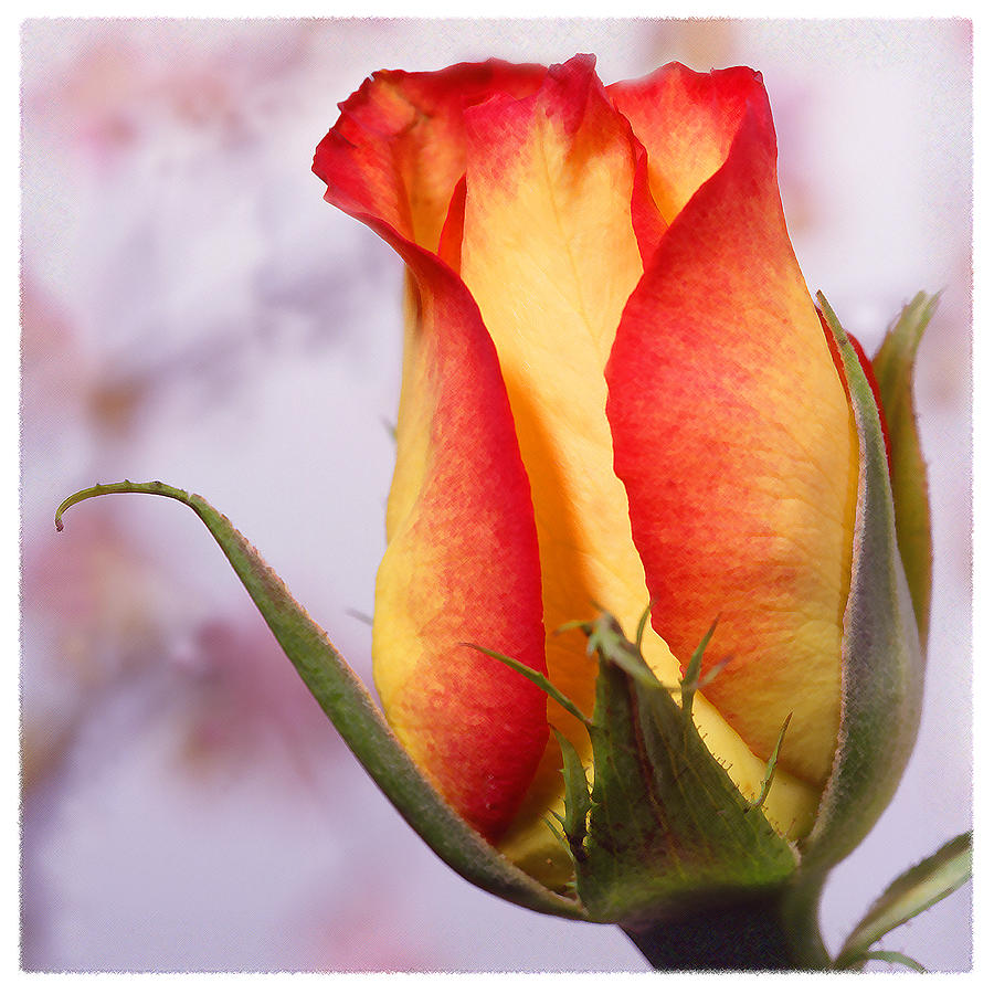 Rose Photograph - Yellow Orange Rose by Mike McGlothlen