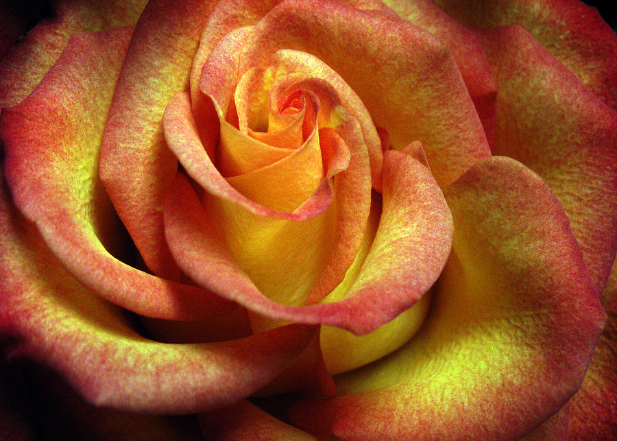 Yellow Orange Rose Photograph by Nancy Griswold