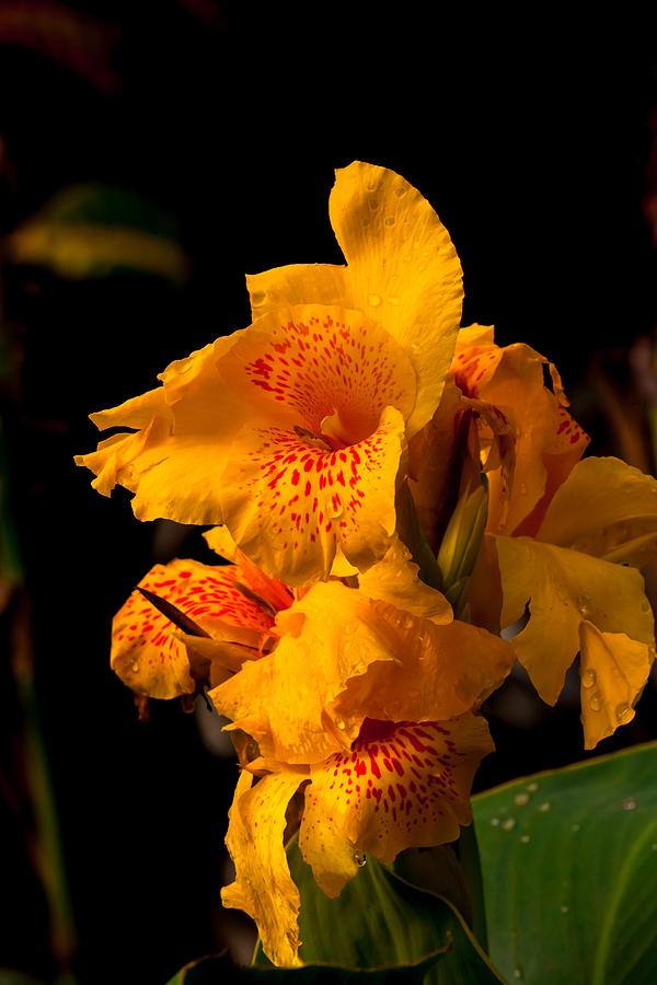 Yellow Orange Tiger Lily Photograph By Craig Lapsley - Fine Art America