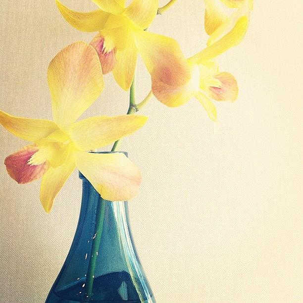 Nature Photograph - #yellow #orchid #blue #vase #aqua by Rachel Boyer 