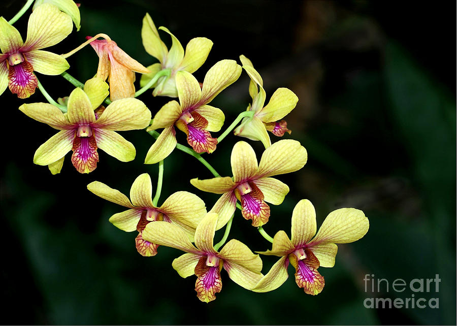 Yellow Orchid Cascade Photograph by Sabrina L Ryan