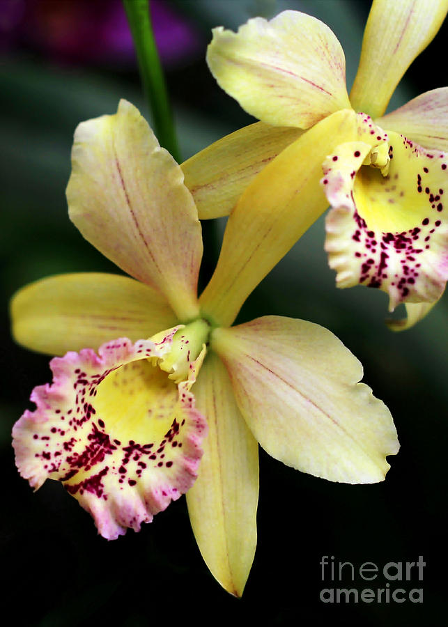 Yellow Orchid Duo Photograph by Sabrina L Ryan