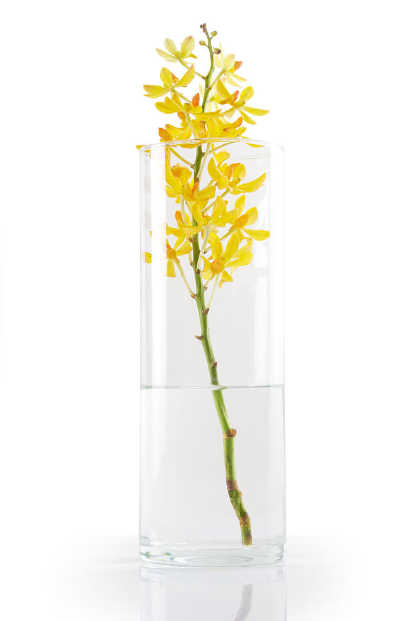 Yellow Orchid In Vase Photograph By Atiketta Sangasaeng