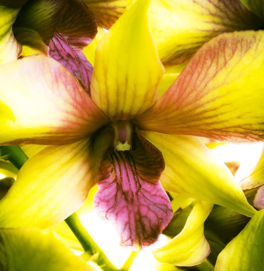 Yellow Orchid Photograph by Joe Carini - Printscapes