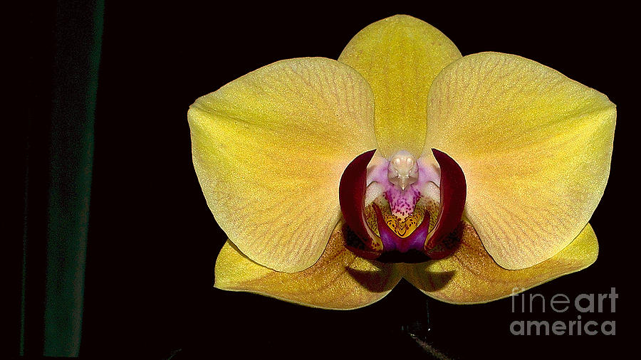 Yellow Orchid Photograph by Mareko Marciniak
