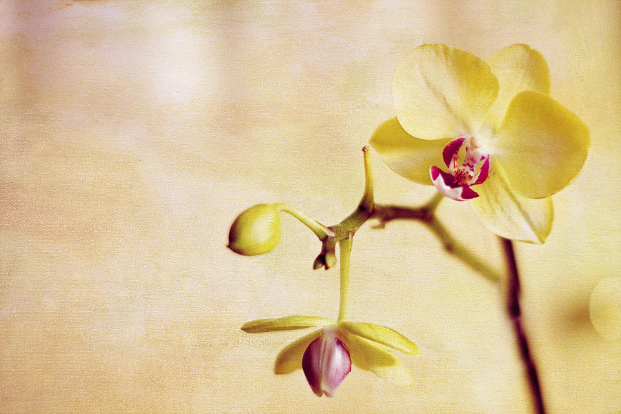 Yellow Orchid Photograph by Rebecca Cozart