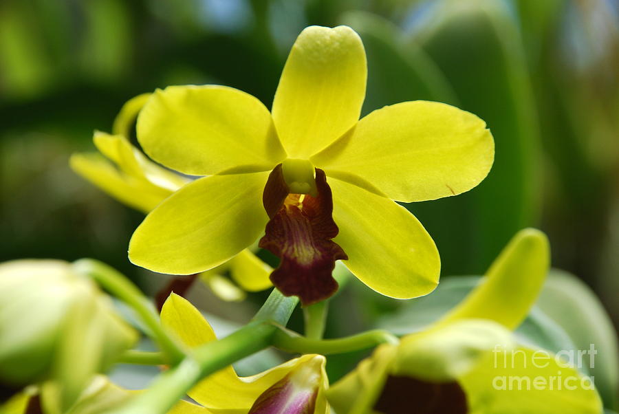 Yellow Orchids Photograph by Pravine Chester