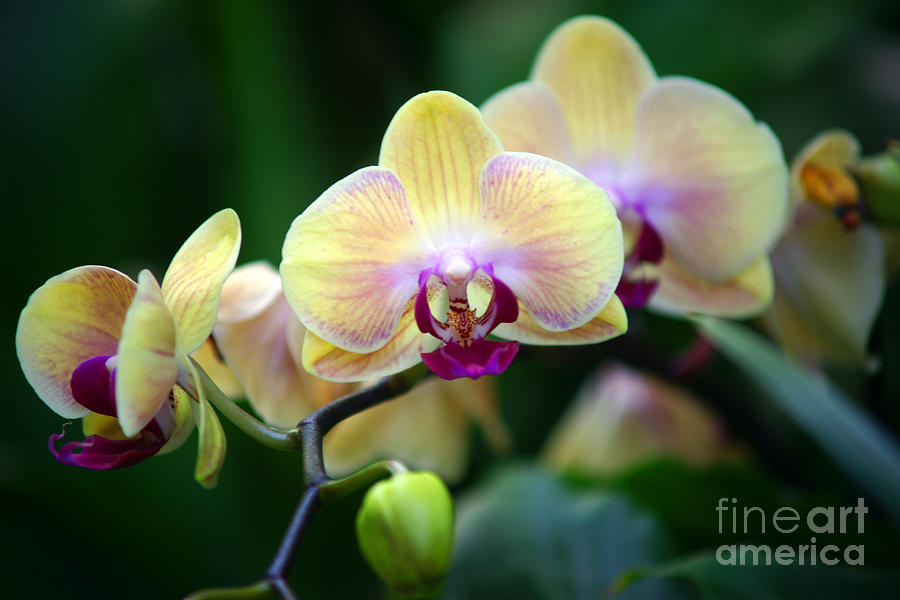 Yellow Orchids Photograph by Randy Harris