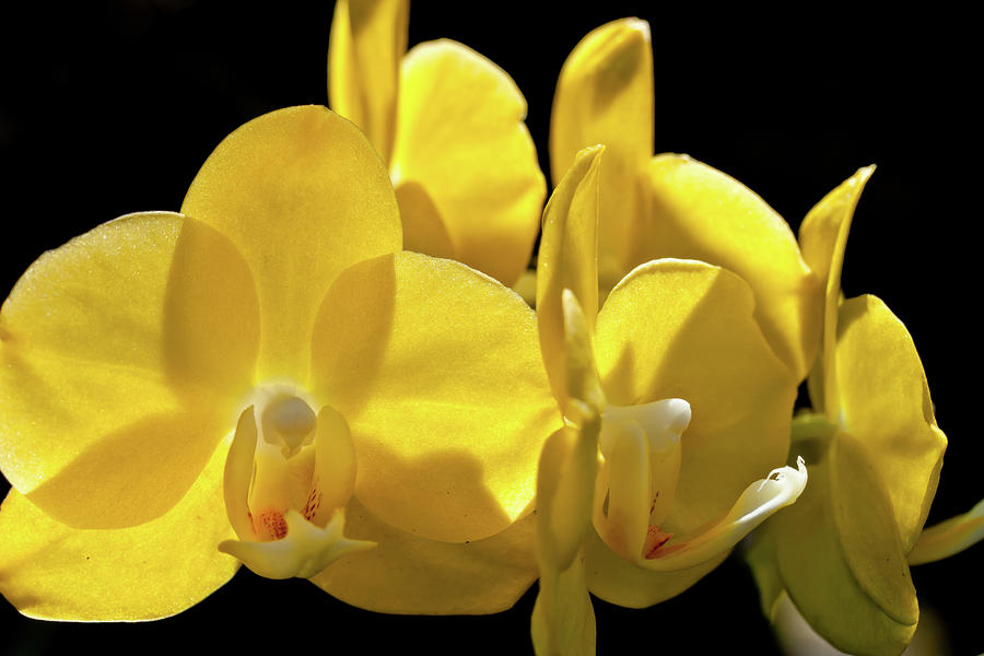 Yellow Orchids Photograph by Roger Mullenhour