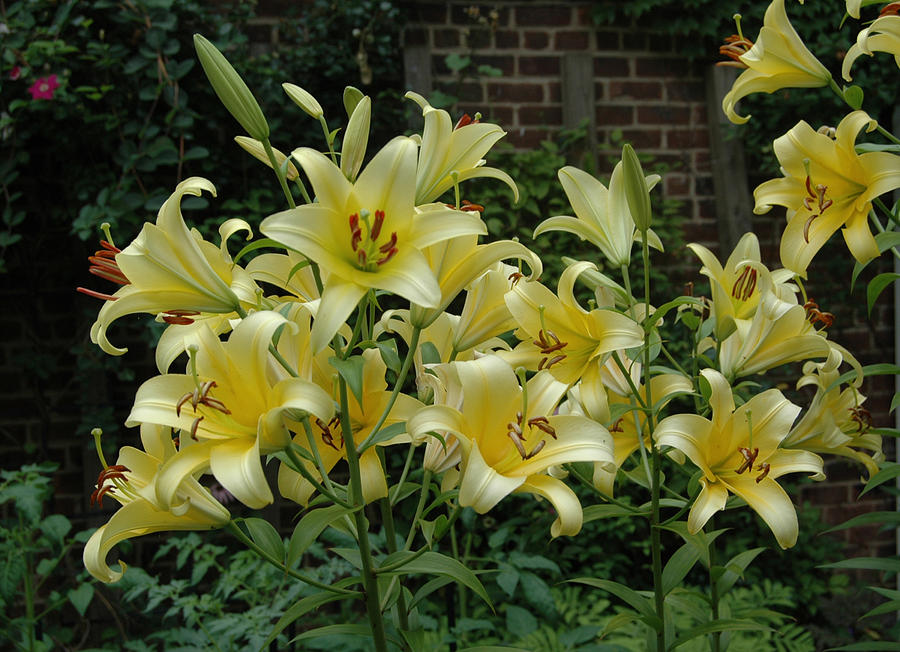 star gazer oriental lily
