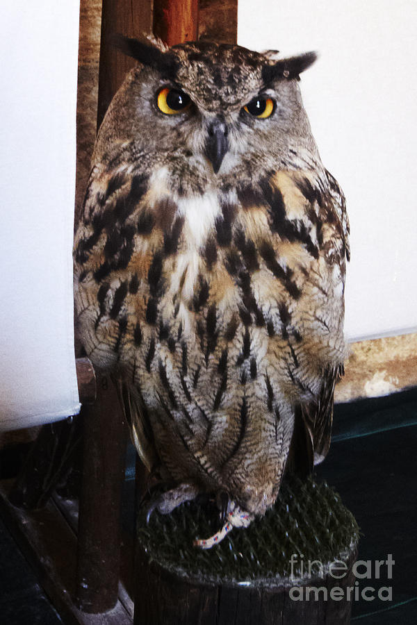 Yellow owl eyes Photograph by Agusti Pardo Rossello