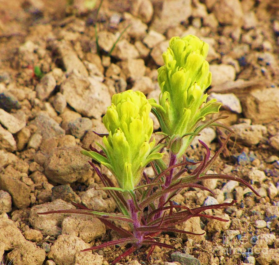 Yellow Paintbrush Photograph by Michele Penner