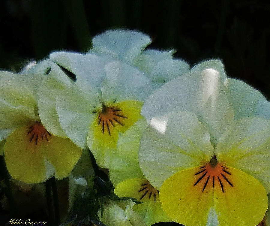 Yellow Pansies Photograph by Mikki Cucuzzo