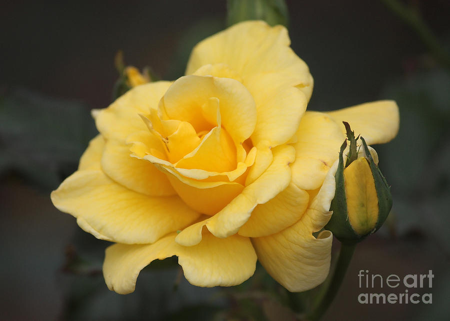 Yellow Paris Rose Photograph by Carol Groenen